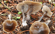 Tephrocybe boudieri