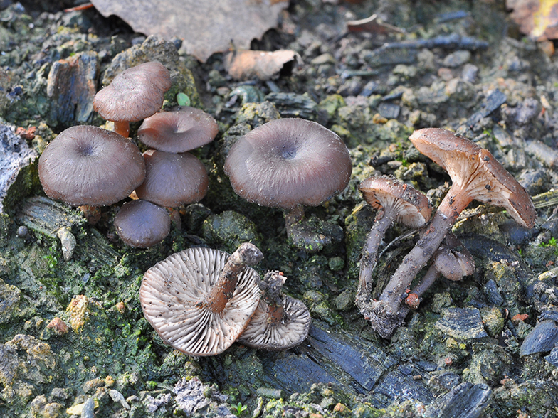 Tephrocybe atrata