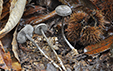 Tephrocybe rancida