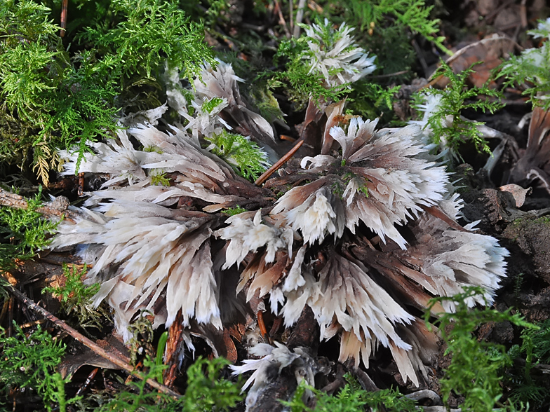 Thelephora penicillata