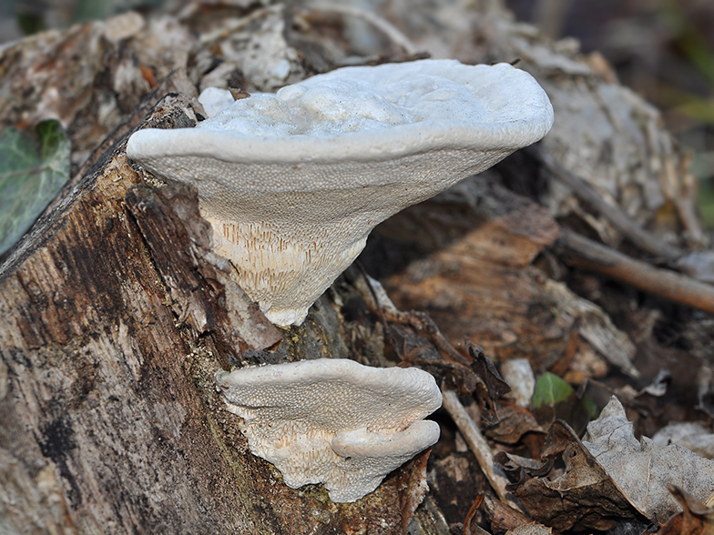 Trametes gibbosa