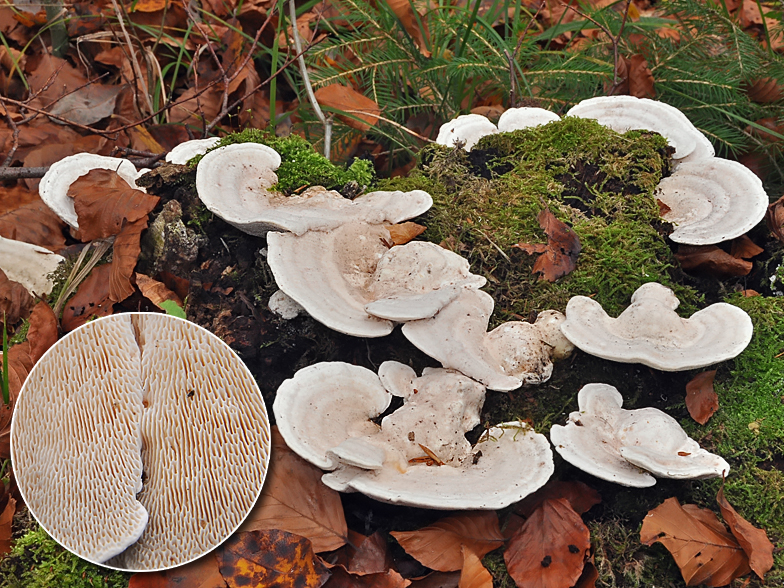 Trametes gibbosa