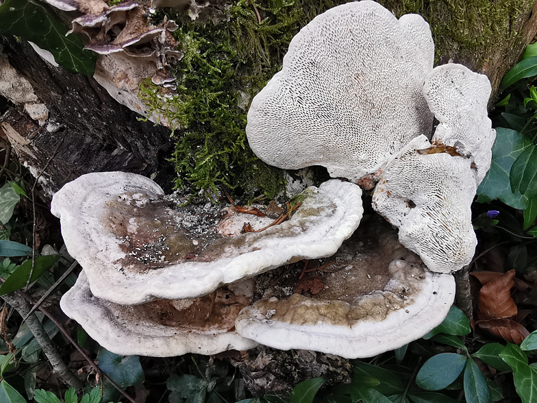 Trametes gibbosa