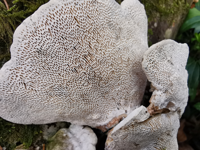 Trametes gibbosa