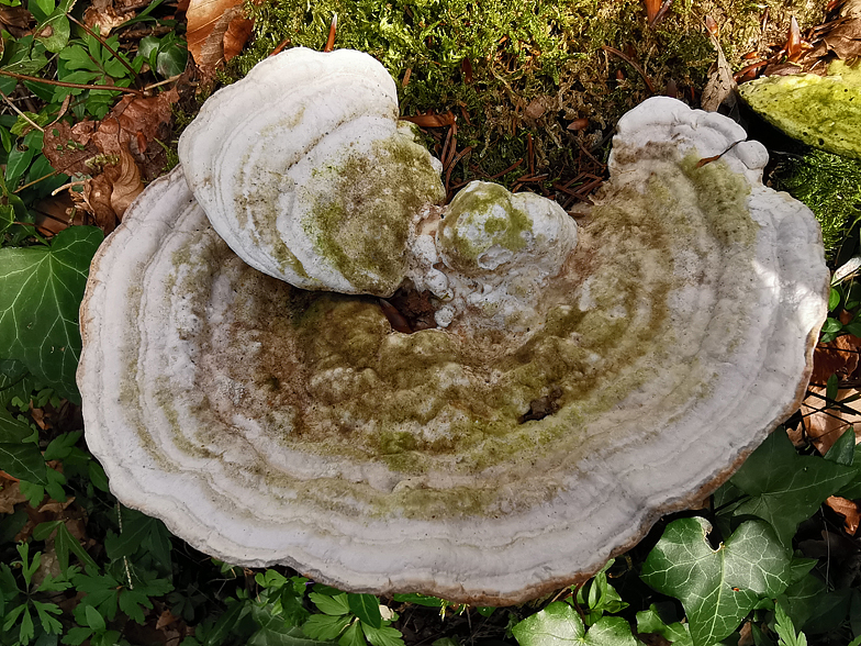 Trametes gibbosa