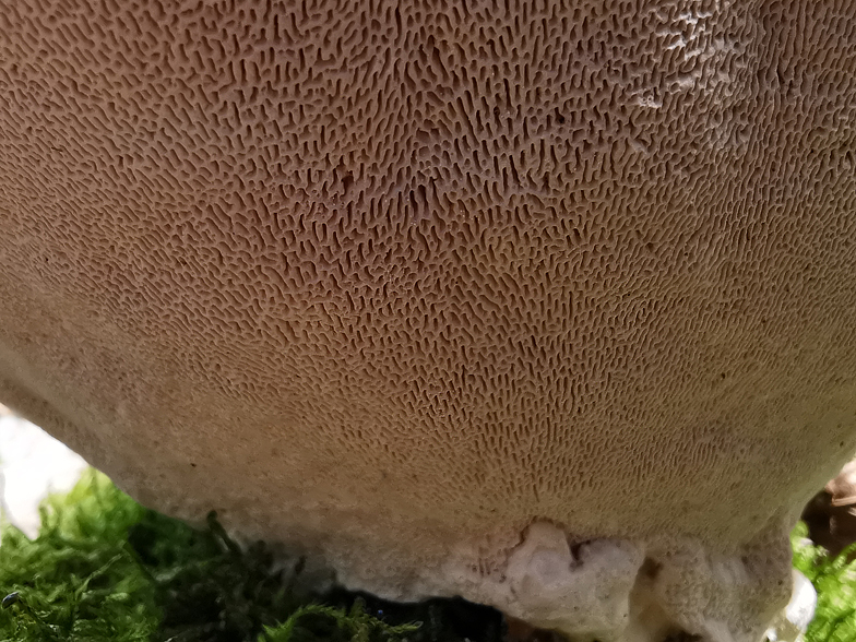 Trametes gibbosa