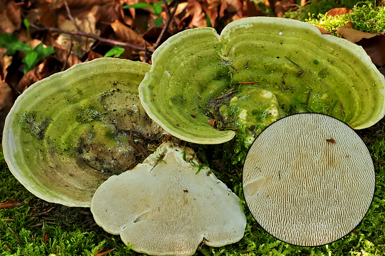 Trametes gibbosa