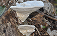 Trametes gibbosa