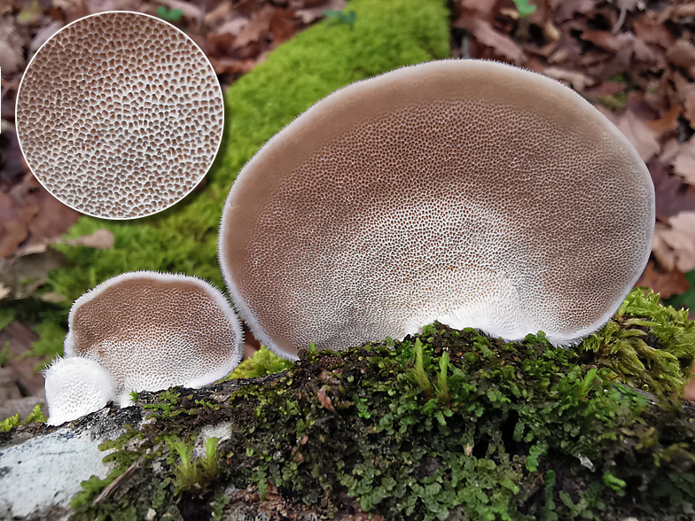 Trametes hirsuta