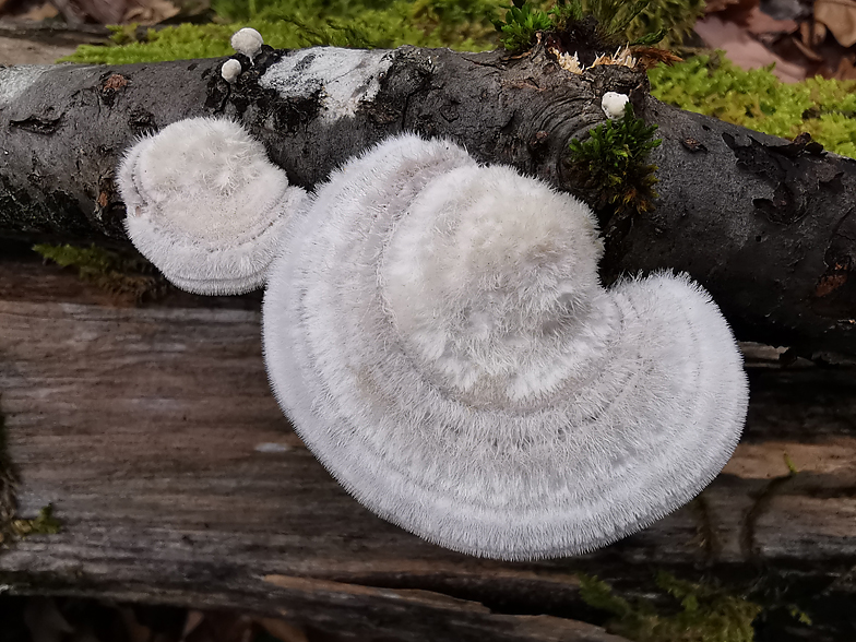 Trametes hirsuta