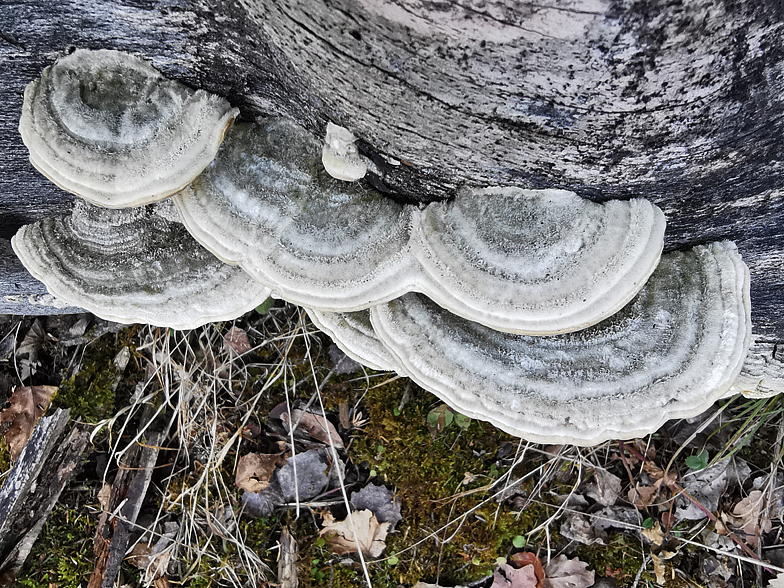 Trametes hirsuta