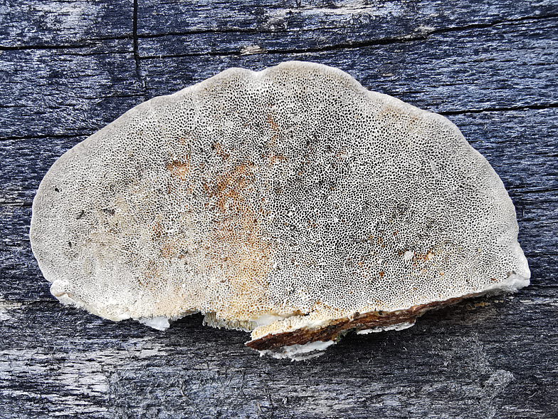 Trametes hirsuta