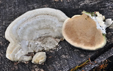 Trametes hirsuta