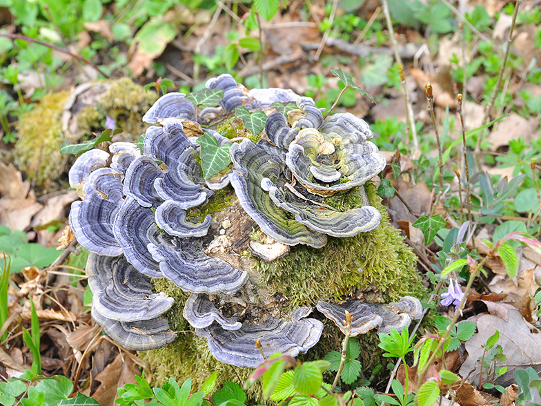 Trametes versicolor