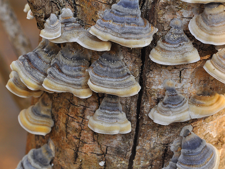 Trametes versicolor