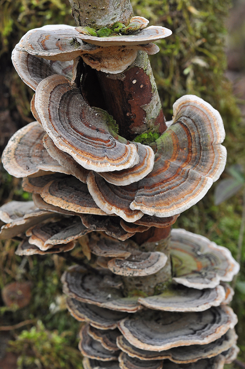 Trametes versicolor