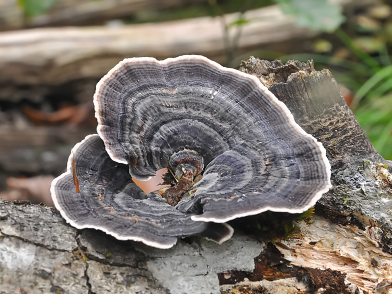 Trametes versicolor