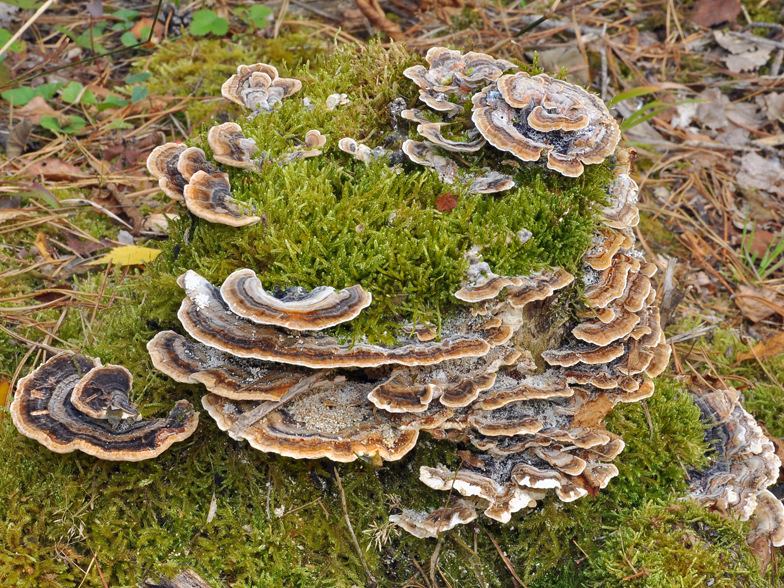 Trametes versicolor