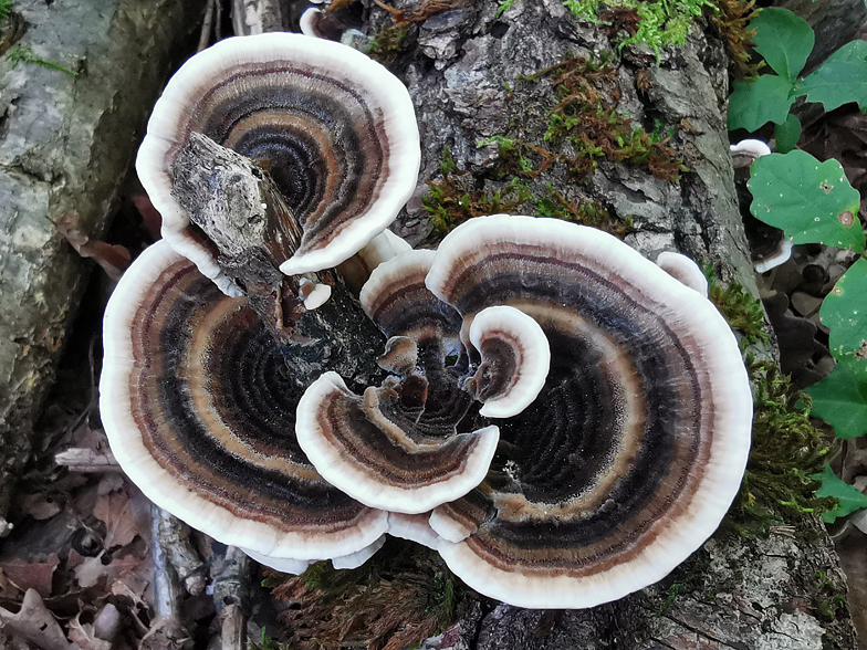 Trametes versicolor