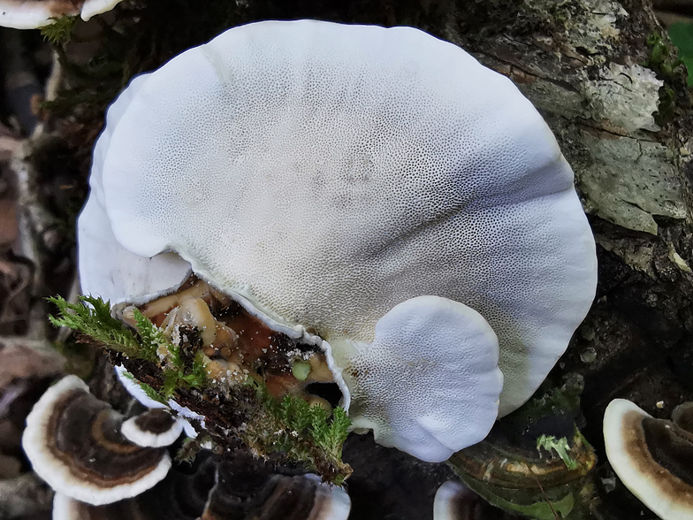 Trametes versicolor