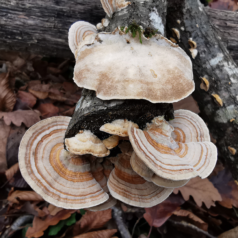 Trametes versicolor