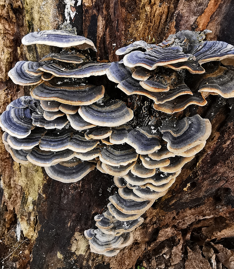 Trametes versicolor