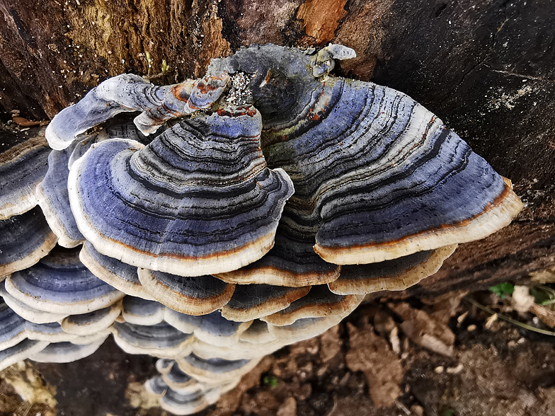 Trametes versicolor