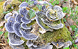 Trametes versicolor