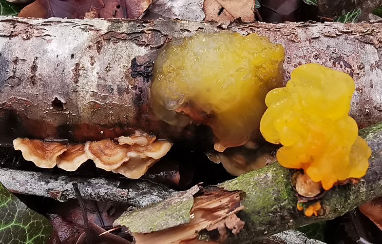Tremella aurantia 2
