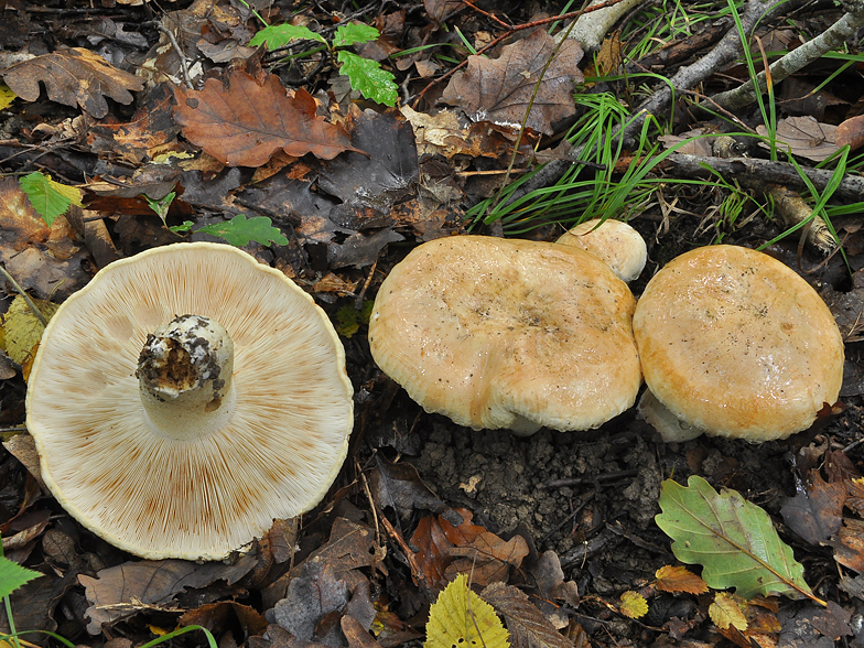 Tricholoma acerbum