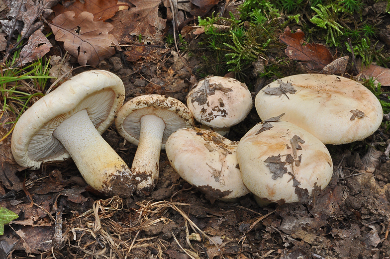 Tricholoma acerbum