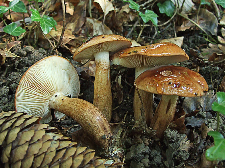 Tricholoma aurantium