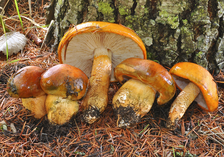 Tricholoma aurantium