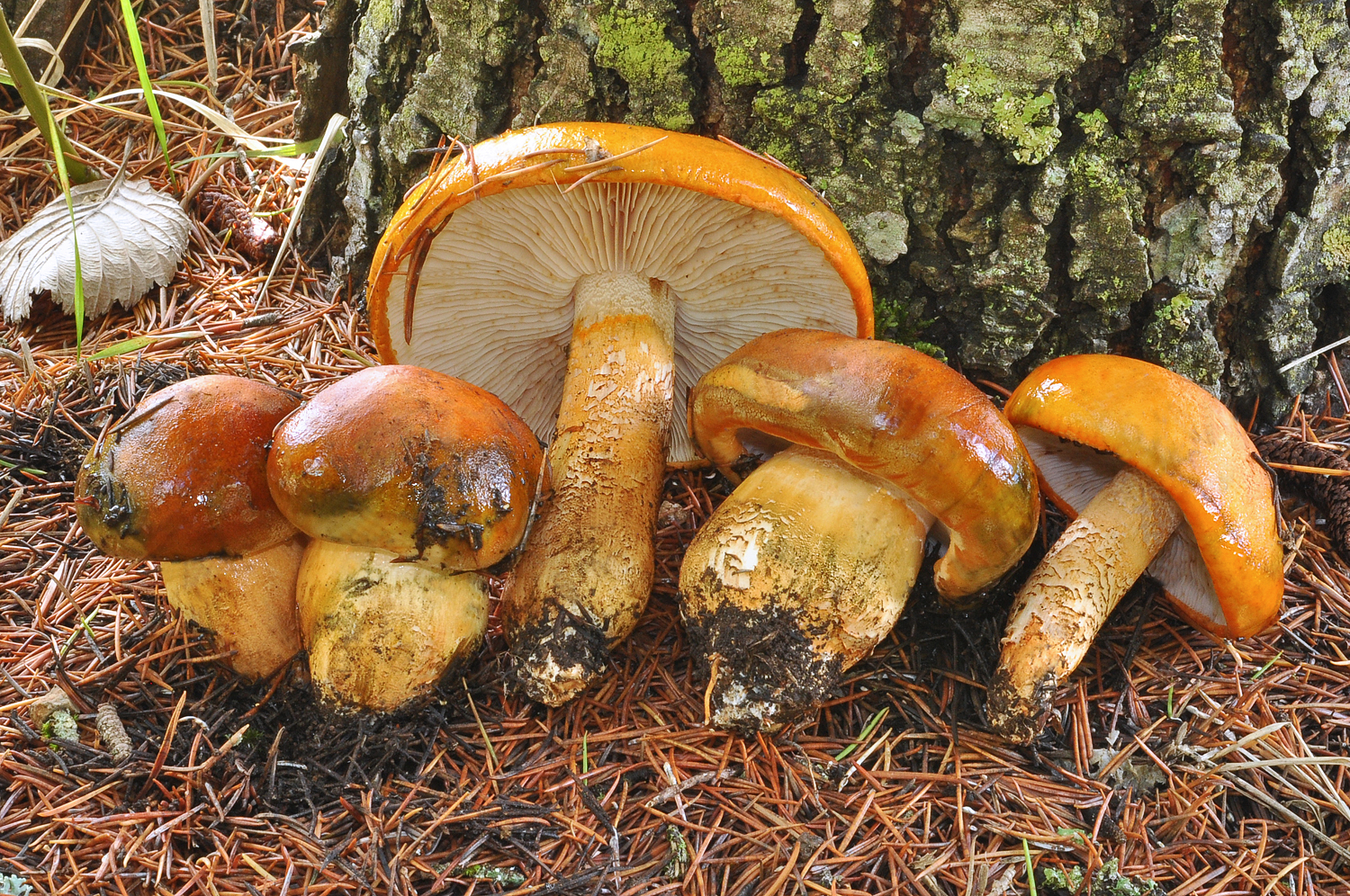 Tricholoma aurantium