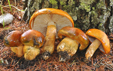 Tricholoma aurantium