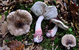 Tricholoma basirubens