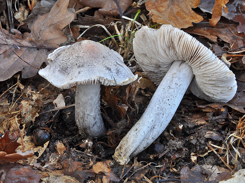 Tricholoma bresadolanum