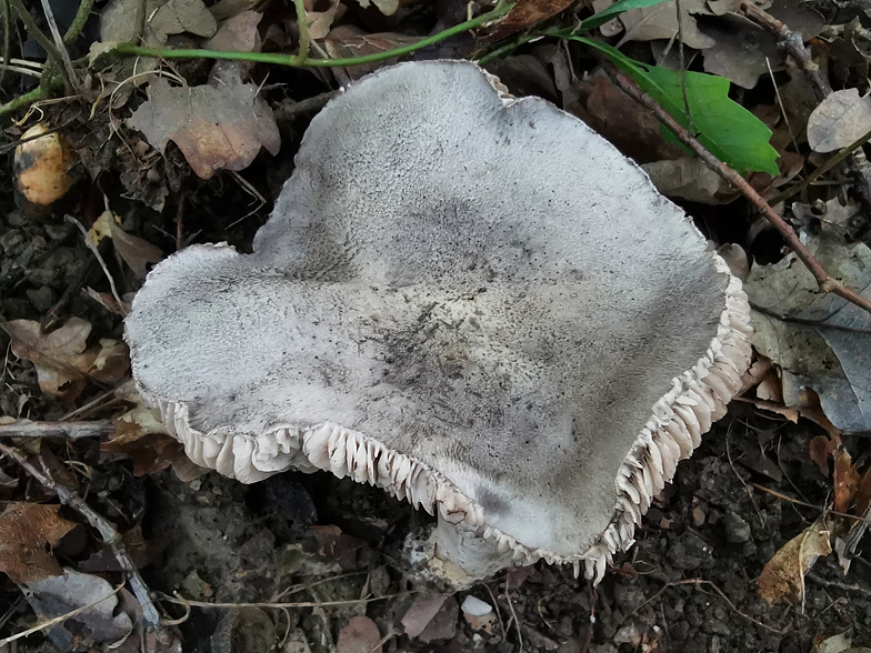 Tricholoma bresadolanum