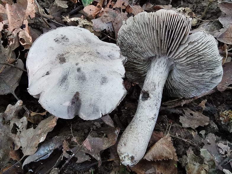 Tricholoma bresadolanum