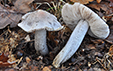 Tricholoma bresadolanum