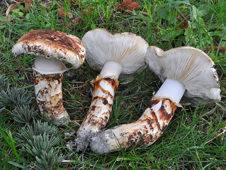 Tricholoma caligatum