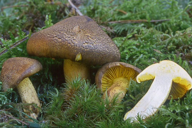 Tricholoma chrysophyllum