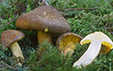 Tricholoma chrysophyllum