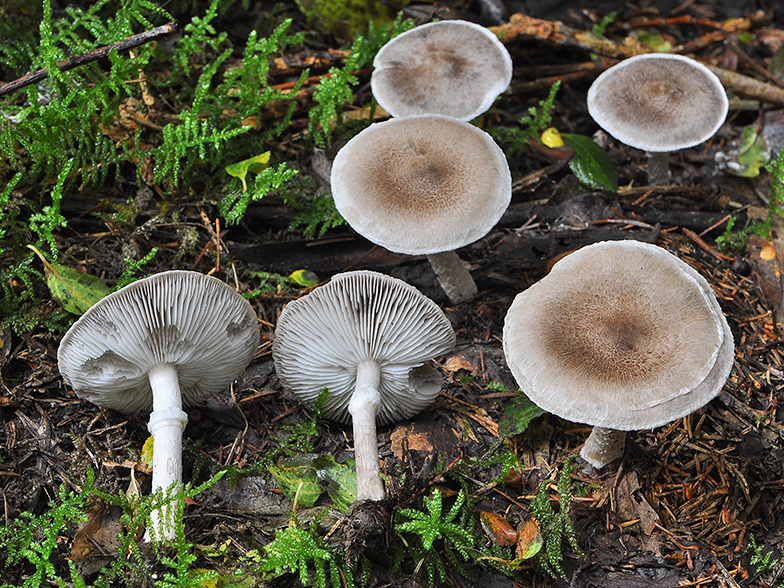 Tricholoma cingulatum