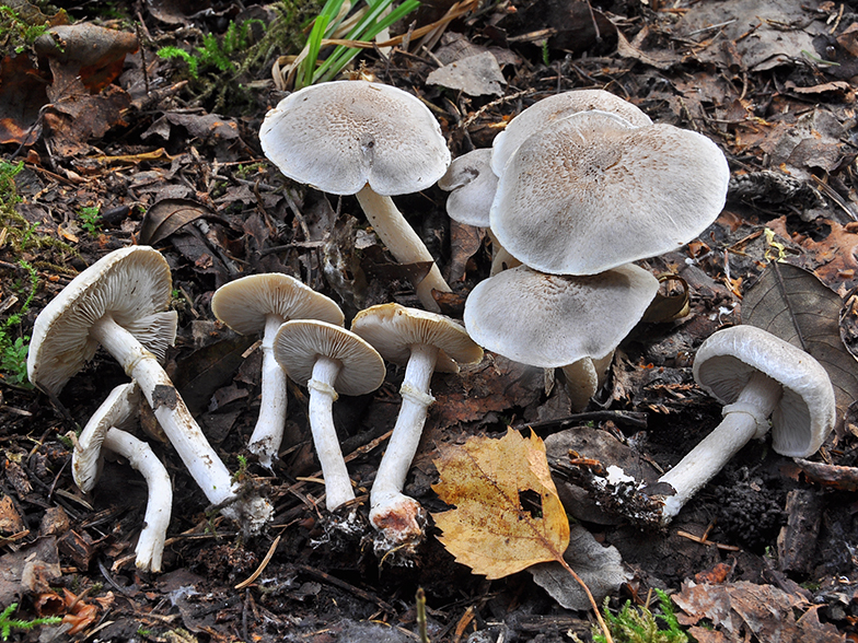 Tricholoma cingulatum