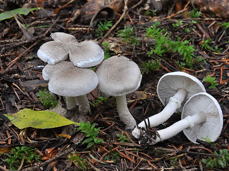 Tricholoma cingulatum