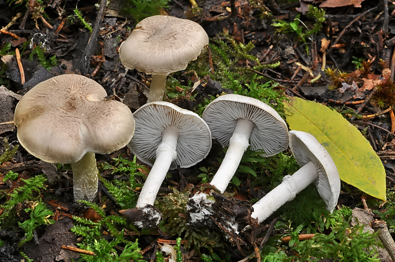 Tricholoma cingulatum