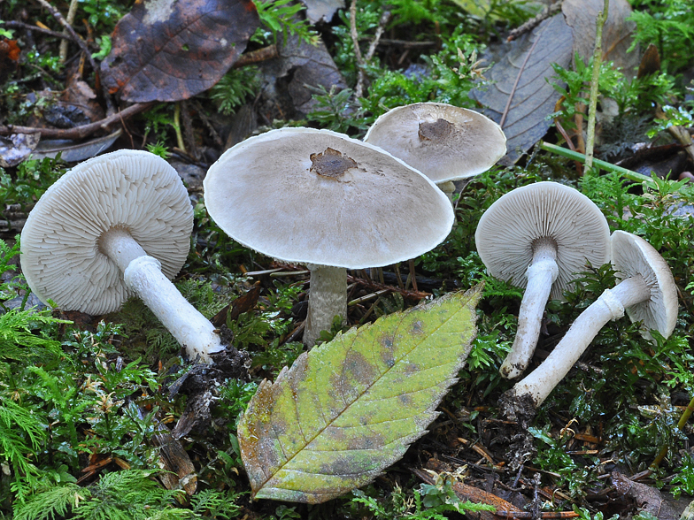 Tricholoma cingulatum