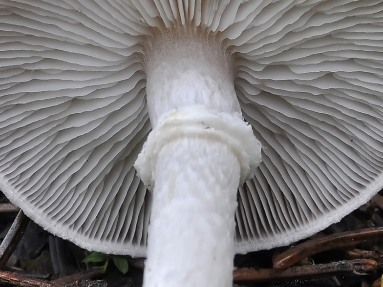 Tricholoma cingulatum