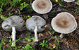 Tricholoma cingulatum